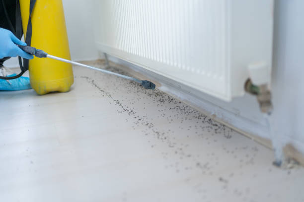 Best Bed Bug Extermination  in Spurgeon, TN
